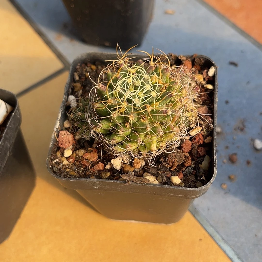 琴丝一物一拍下单包邮