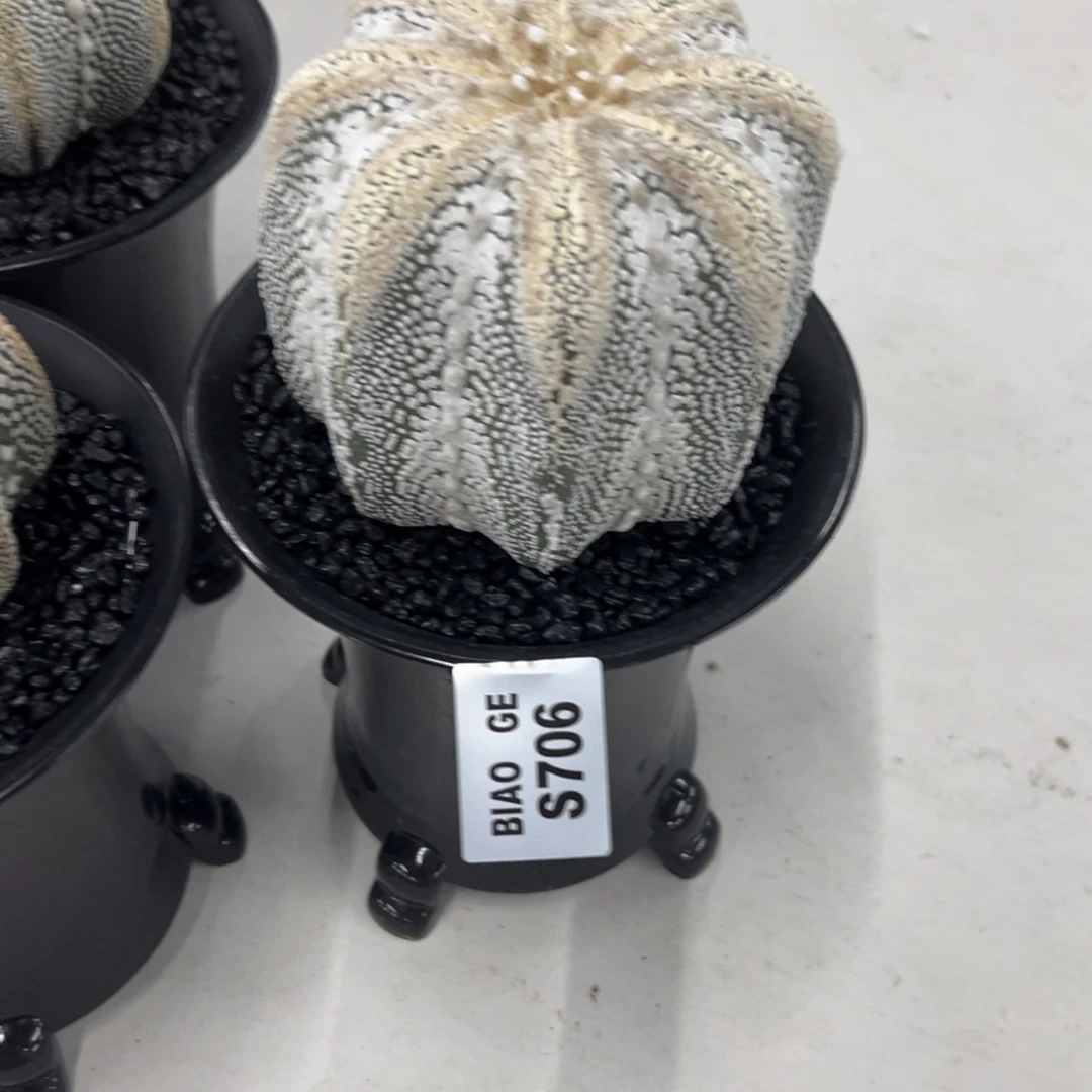 流***者S706号兜10.28仙人球