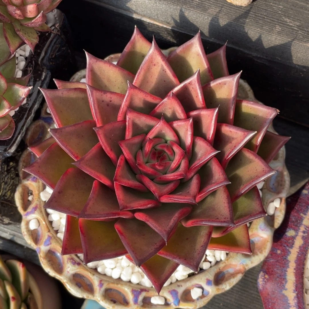 多肉植物盆栽多肉植物