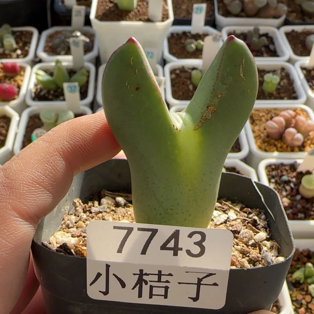 【闪购商品】这***比7743