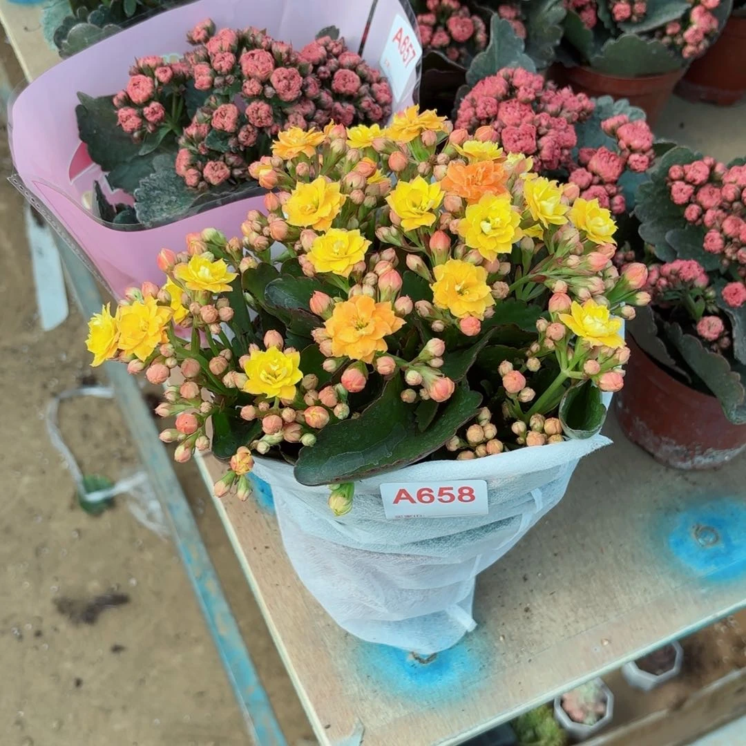 658维尼熊长寿花一颗
