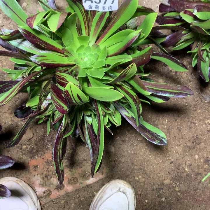 心**边577多肉植物一物一拍