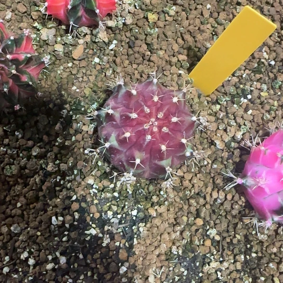 L732-1225泰国发货