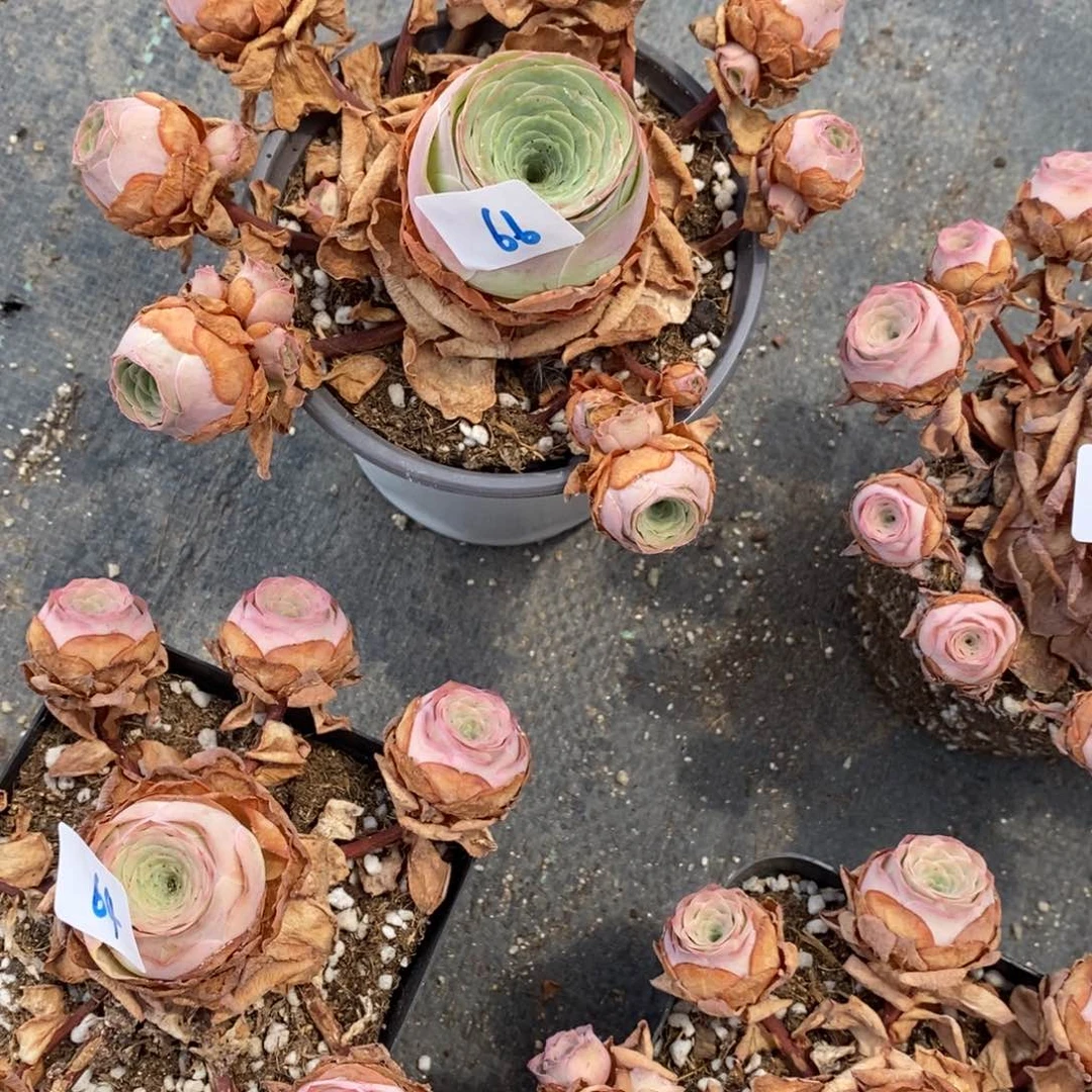 !***五山地玫瑰000000066