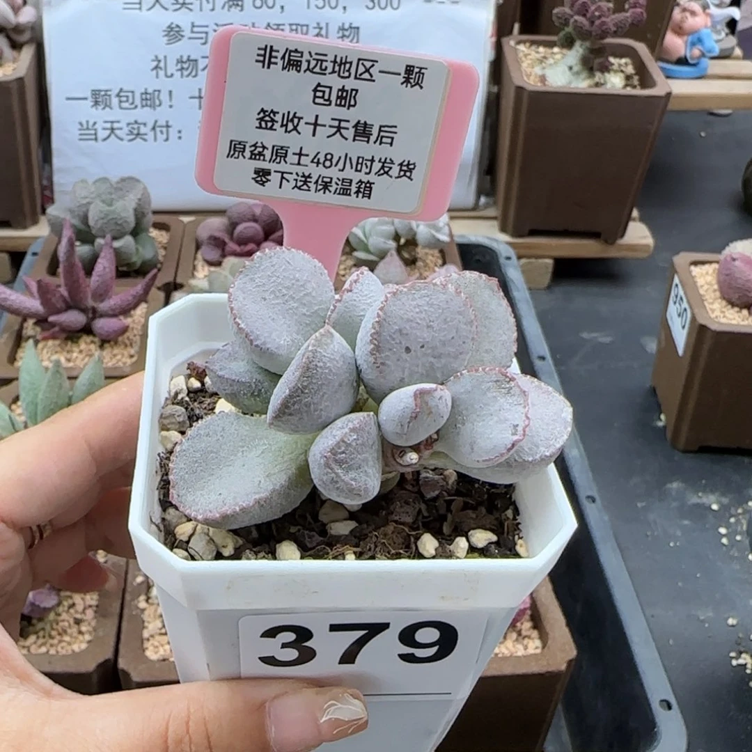 379银霜蛋多肉植物