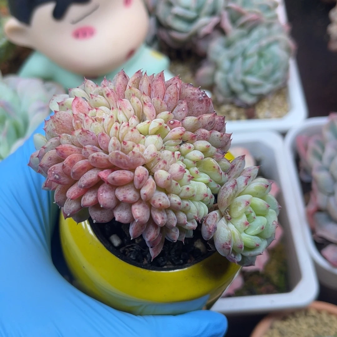 哈尼白胖子 缀化 多肉植物