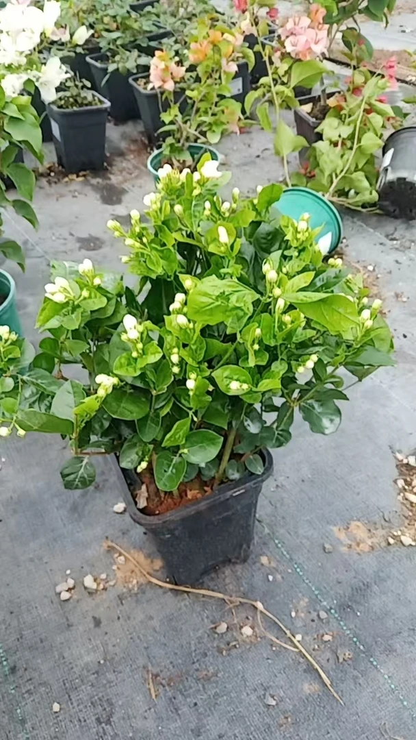 白茉莉浓香花卉绿植