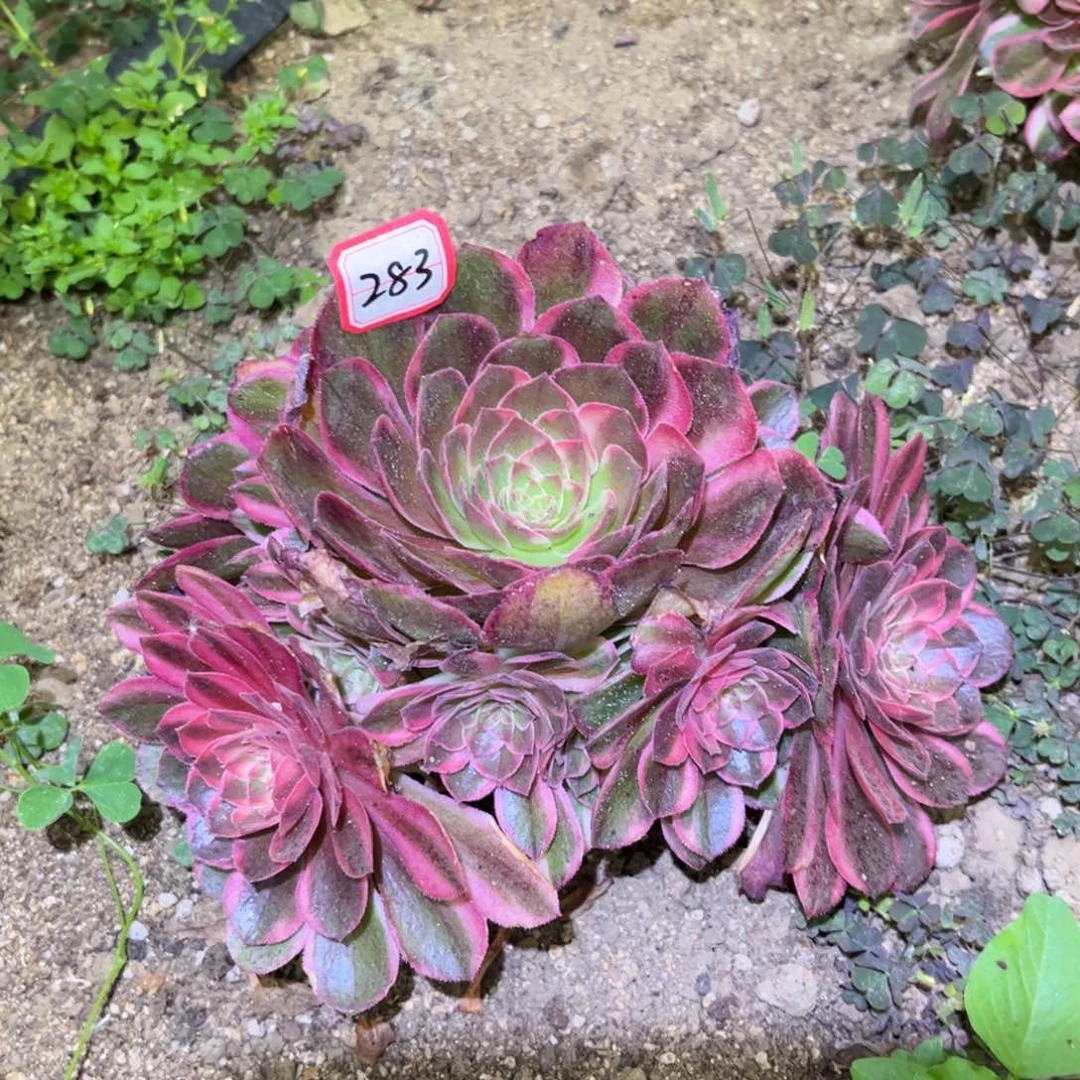 283多肉植物黑膜锦