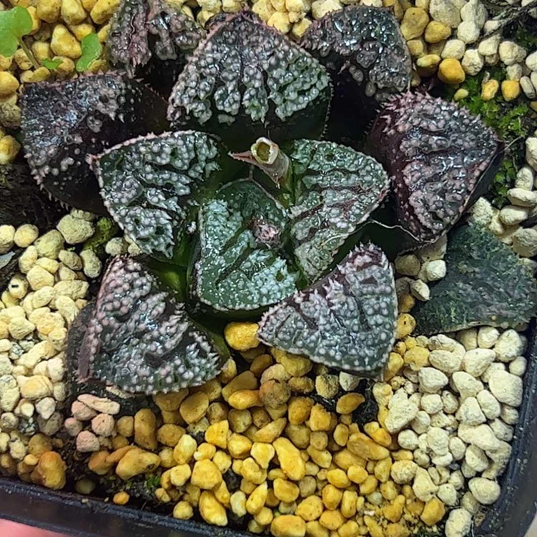 蓝钻寿十二卷多肉植物