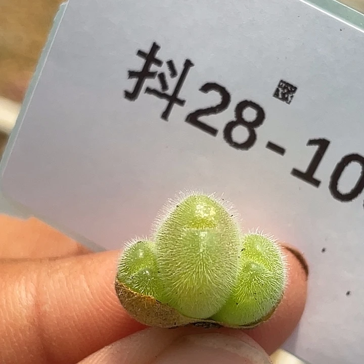 28-103毛翠滴多肉植物