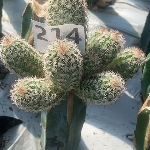月****级214号龙神木苗接御旗虾群