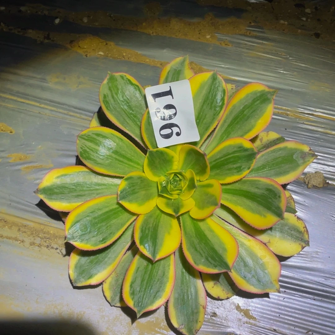 灿烂多肉植物多肉961