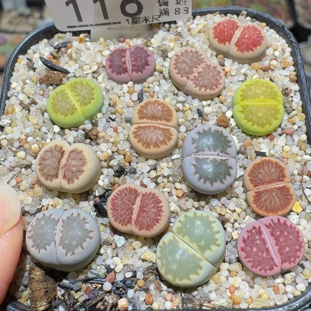 Ssss精品生石花116