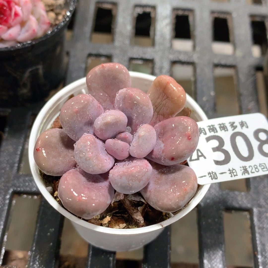 肉萌萌拇指盆精控多肉ZA306