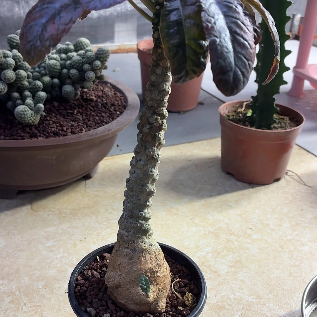 ****阳锦叶流桑一物一拍