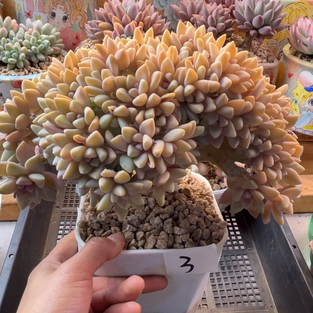 12.24-3淡雪缀化11111111