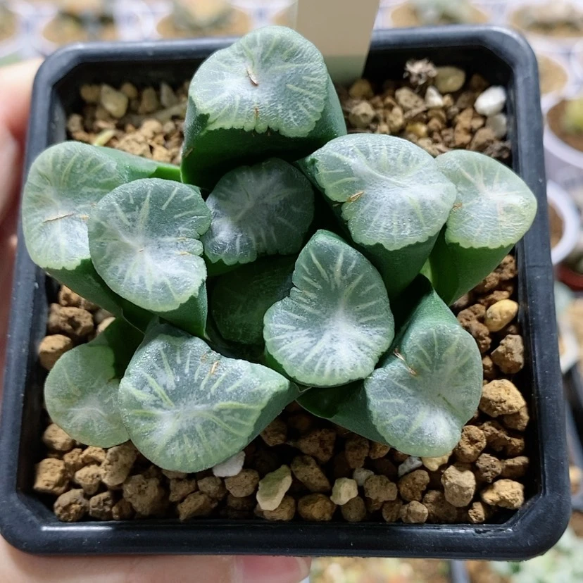 【闪购商品】110瑞云万象