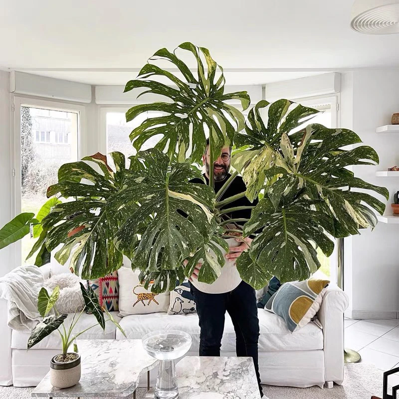 洒金龟背竹懒人耐热网红进口绿植盆栽室内阳台大叶好养植物