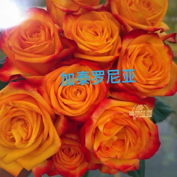 无花朵加泰罗尼亚