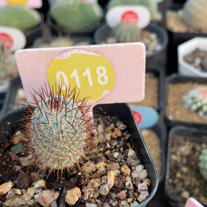 实生幸福丸0118000000