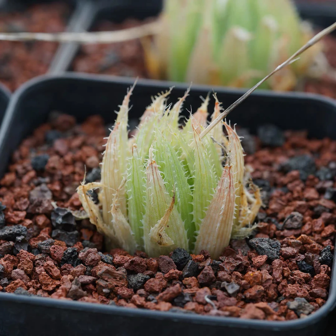 Haworthia cooperi var. isabellae DMC08703