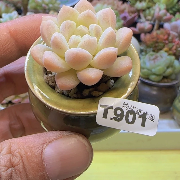 t901 一物一拍带盆发