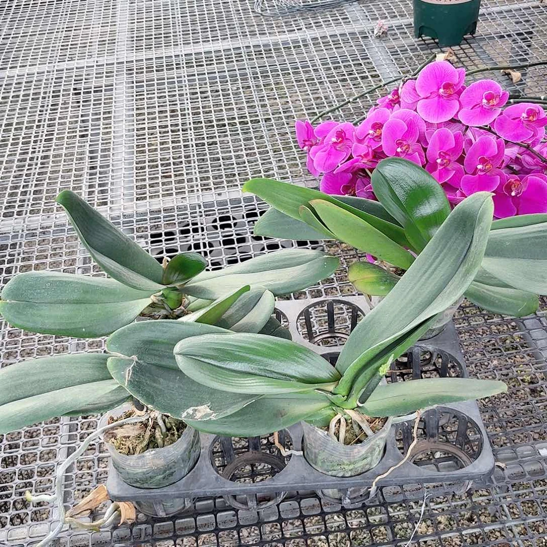 无花朵蝴蝶兰花后苗4颗有叶损不包售后