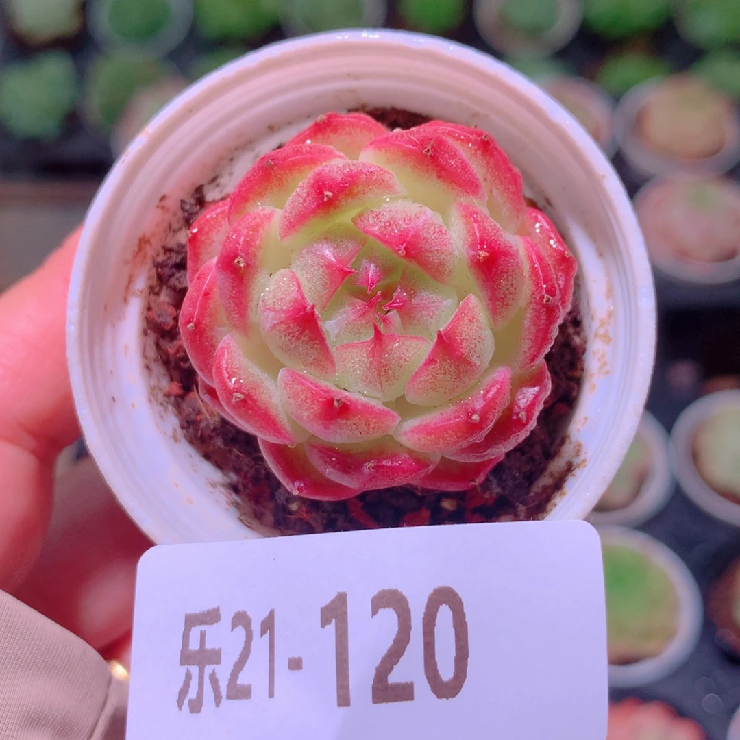 乐然21-120 新品单头