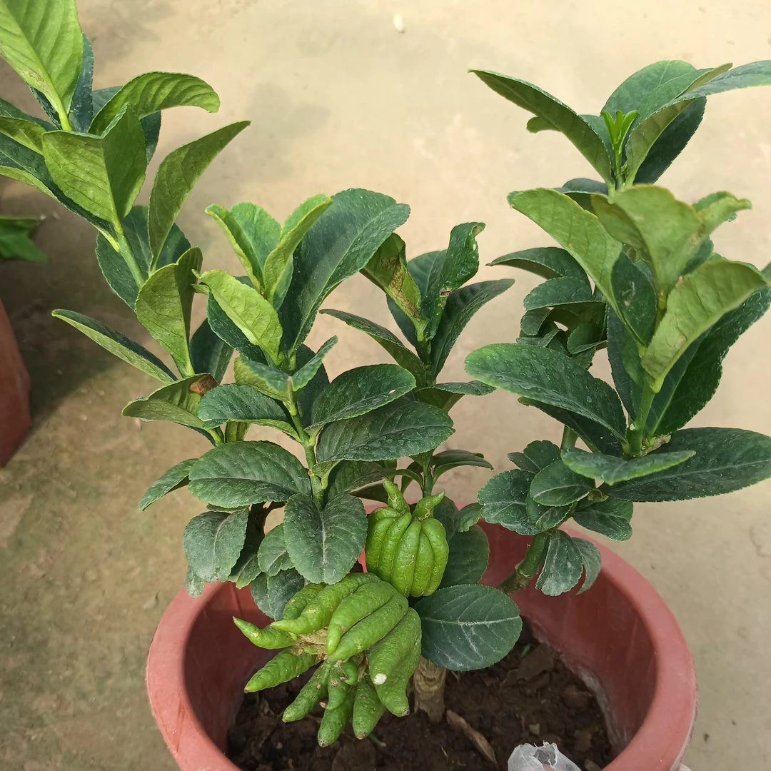 佛手盆栽室内观果植物