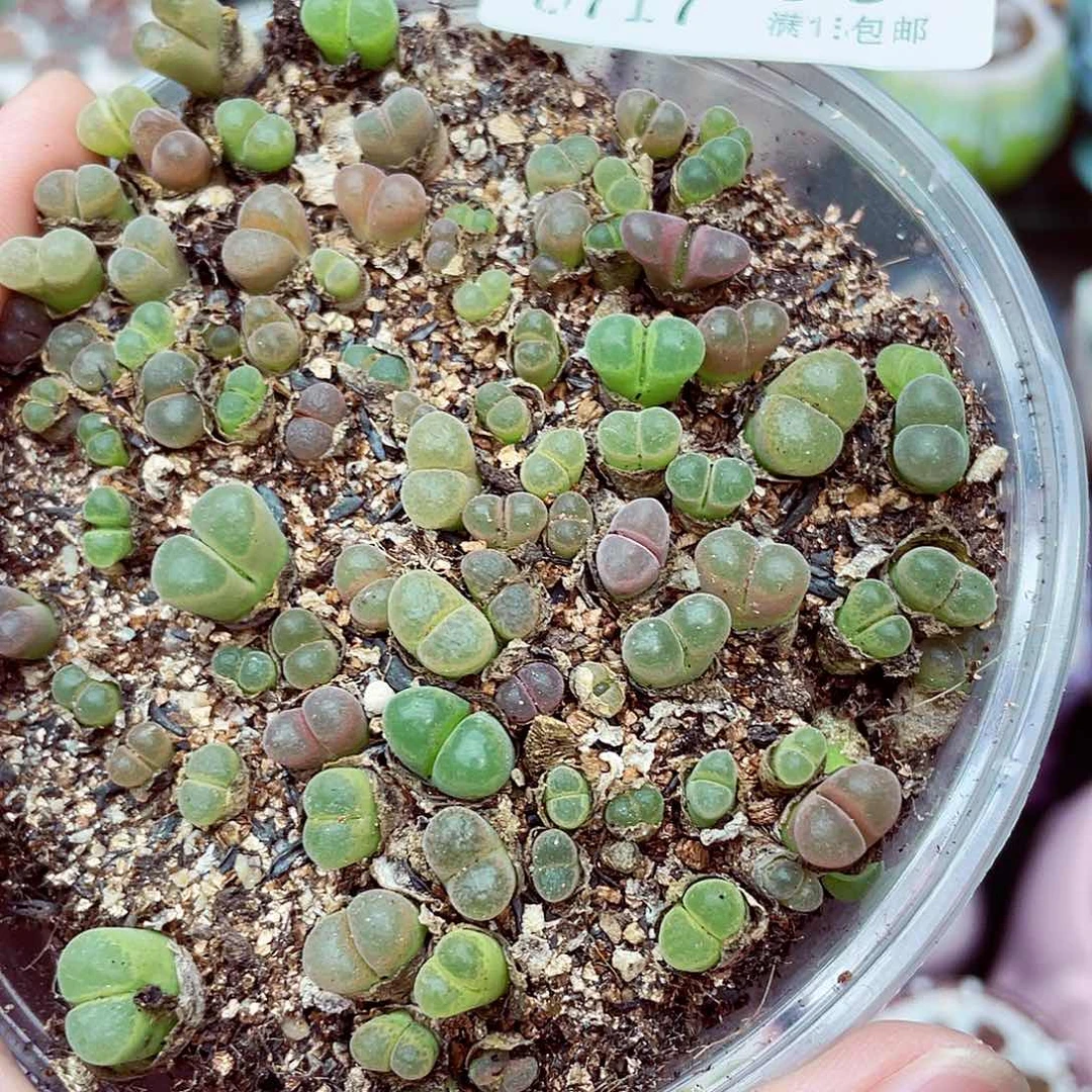 生石花满18包邮0717-95