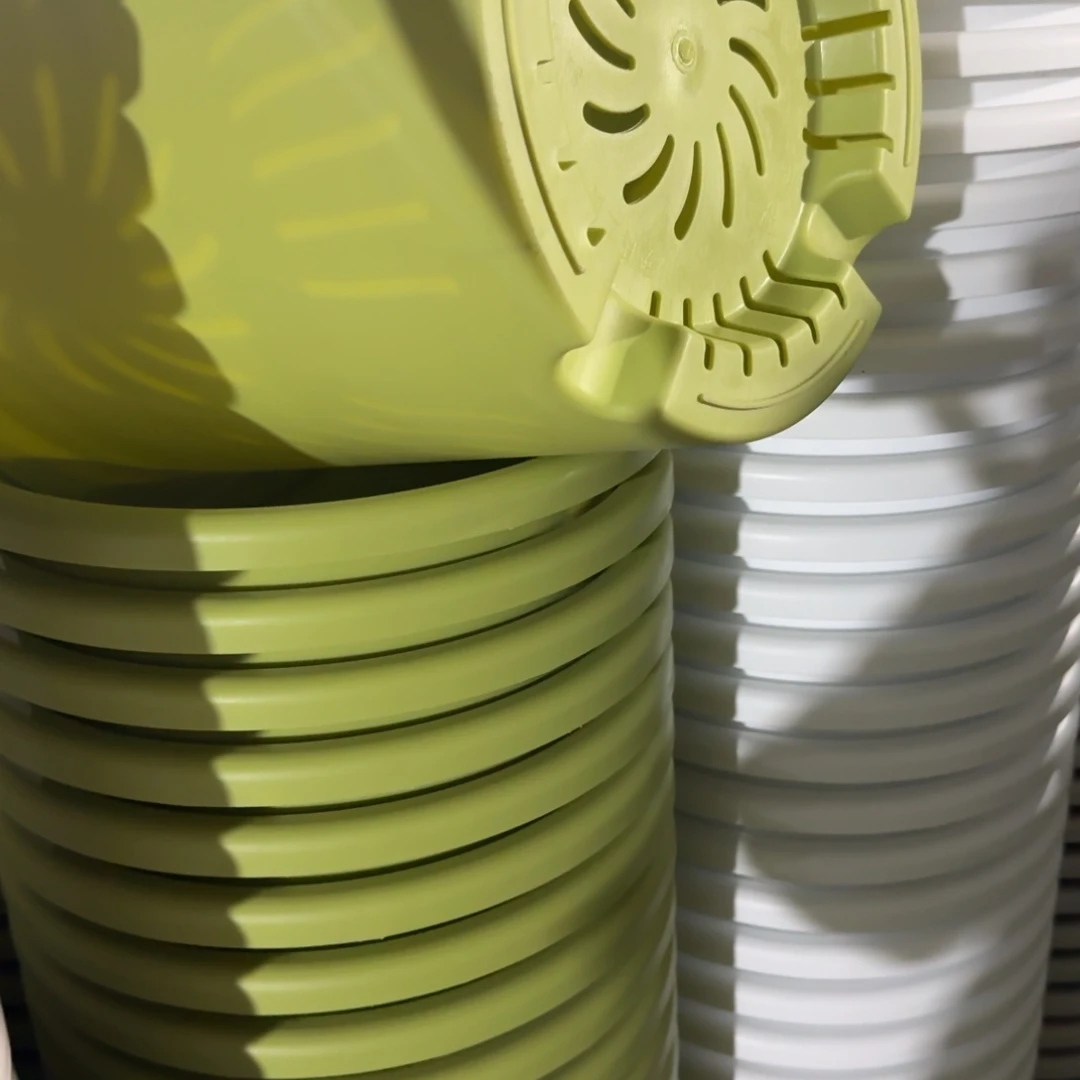 四季8号5个果绿色的