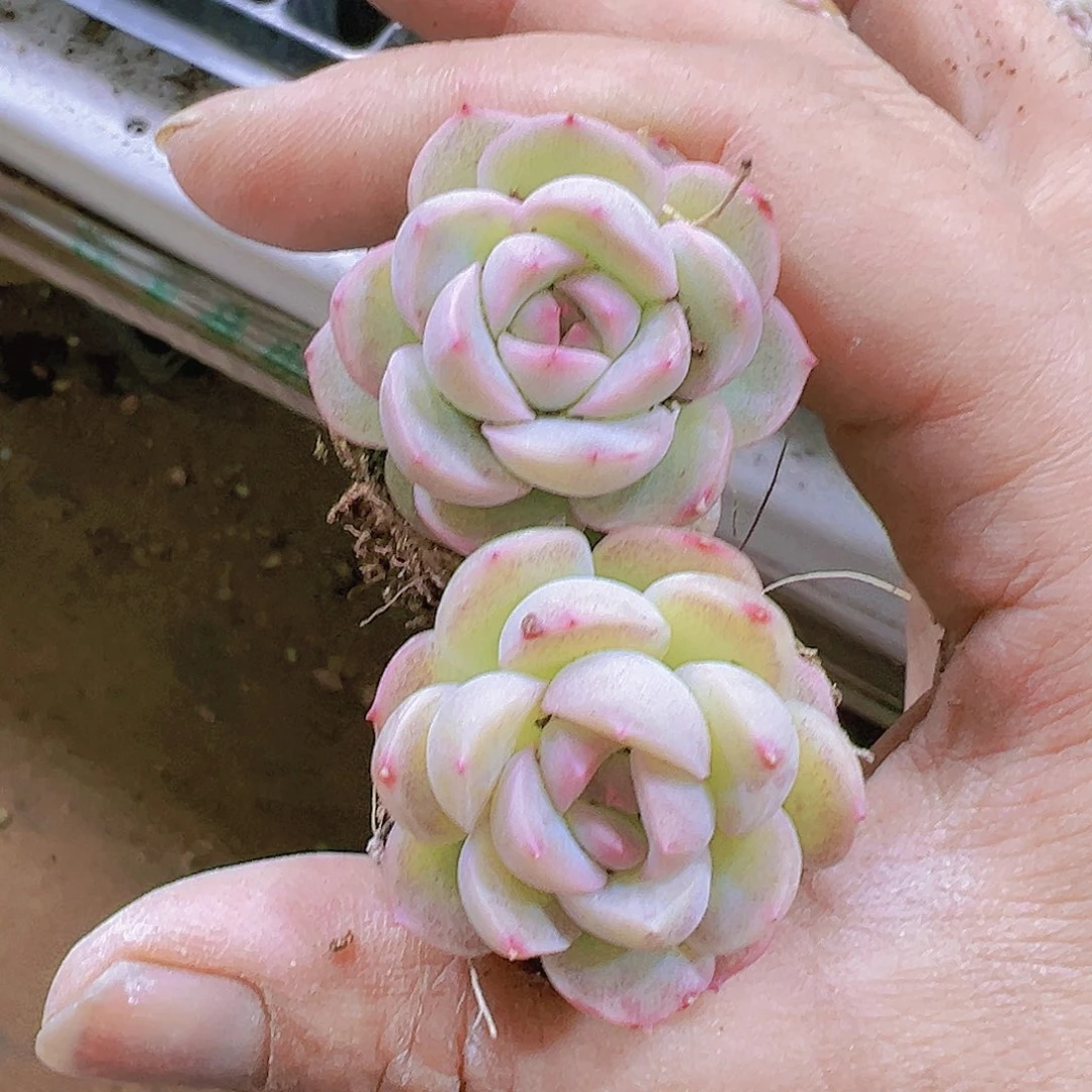 琴心苗2个19包邮