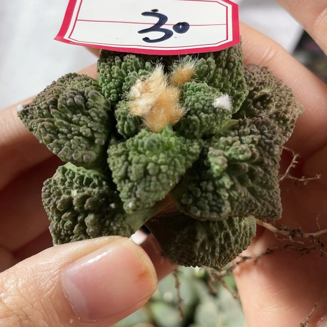 30号自根炸尤哥斯拉萝卜根