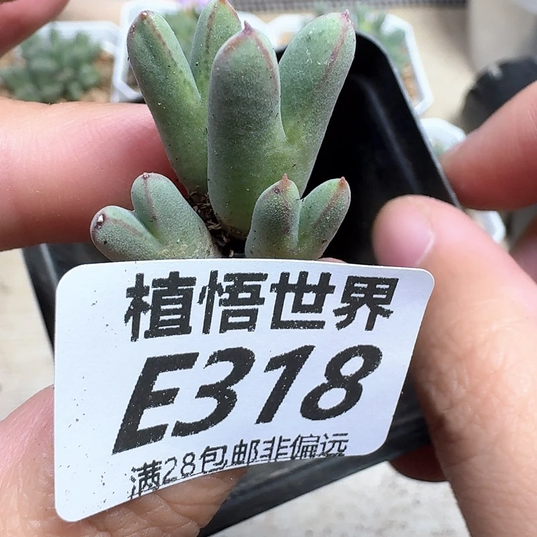 多肉植物的润泽ghn