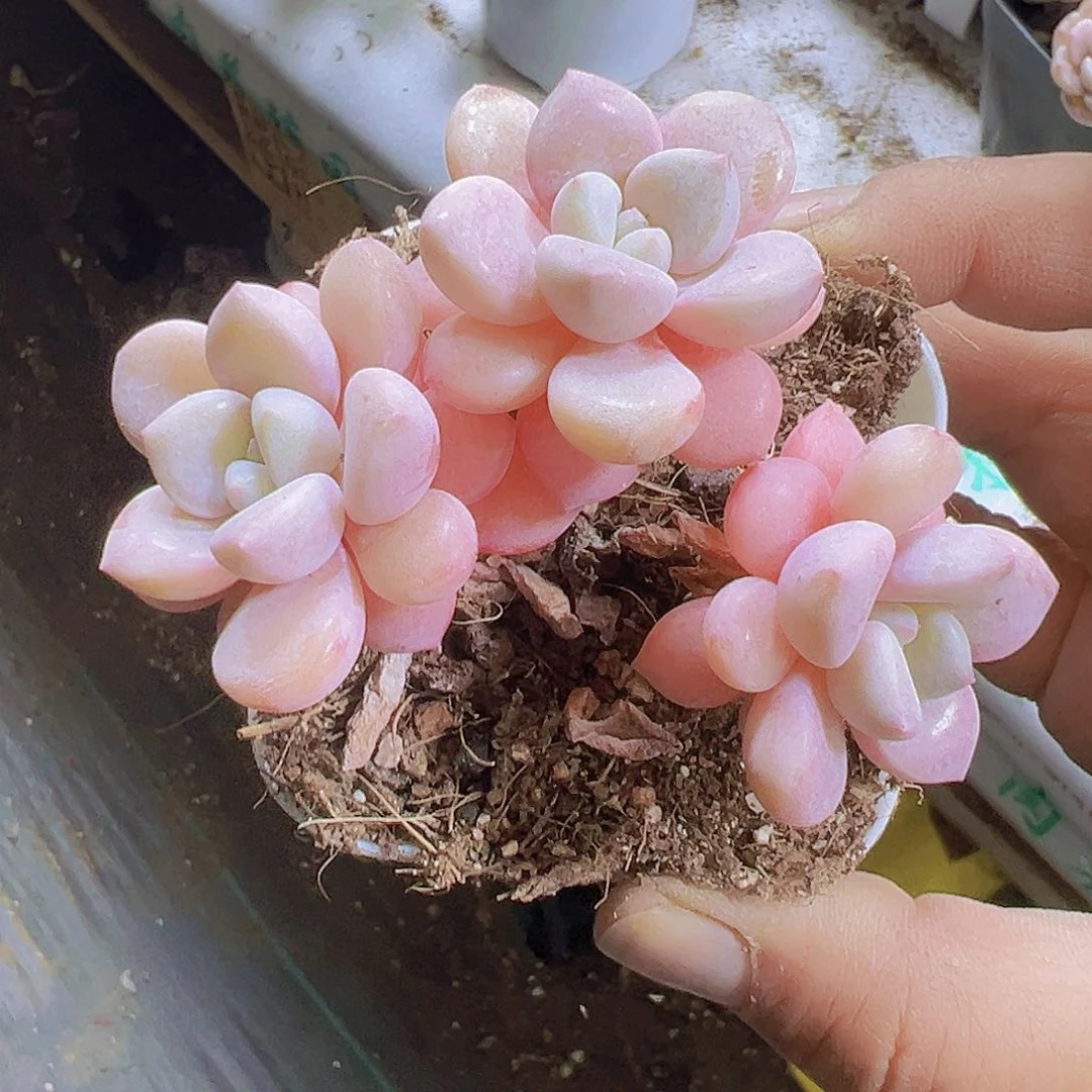 花瓣鹿群19包邮植物