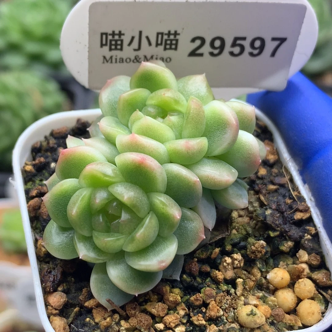 多肉植物杂交珍妮