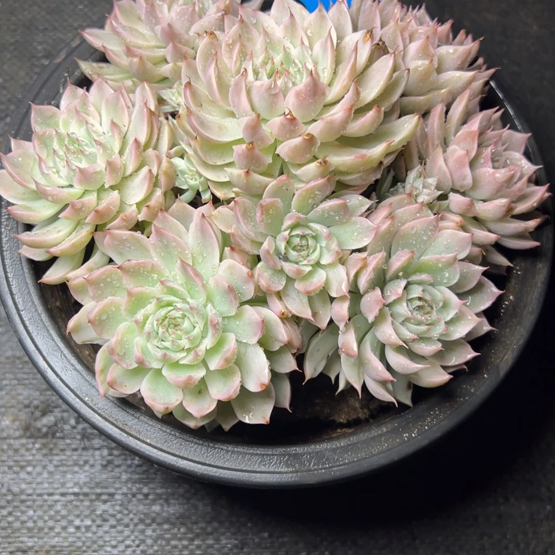 吴***宇20号爱格利亚锦多肉植物20