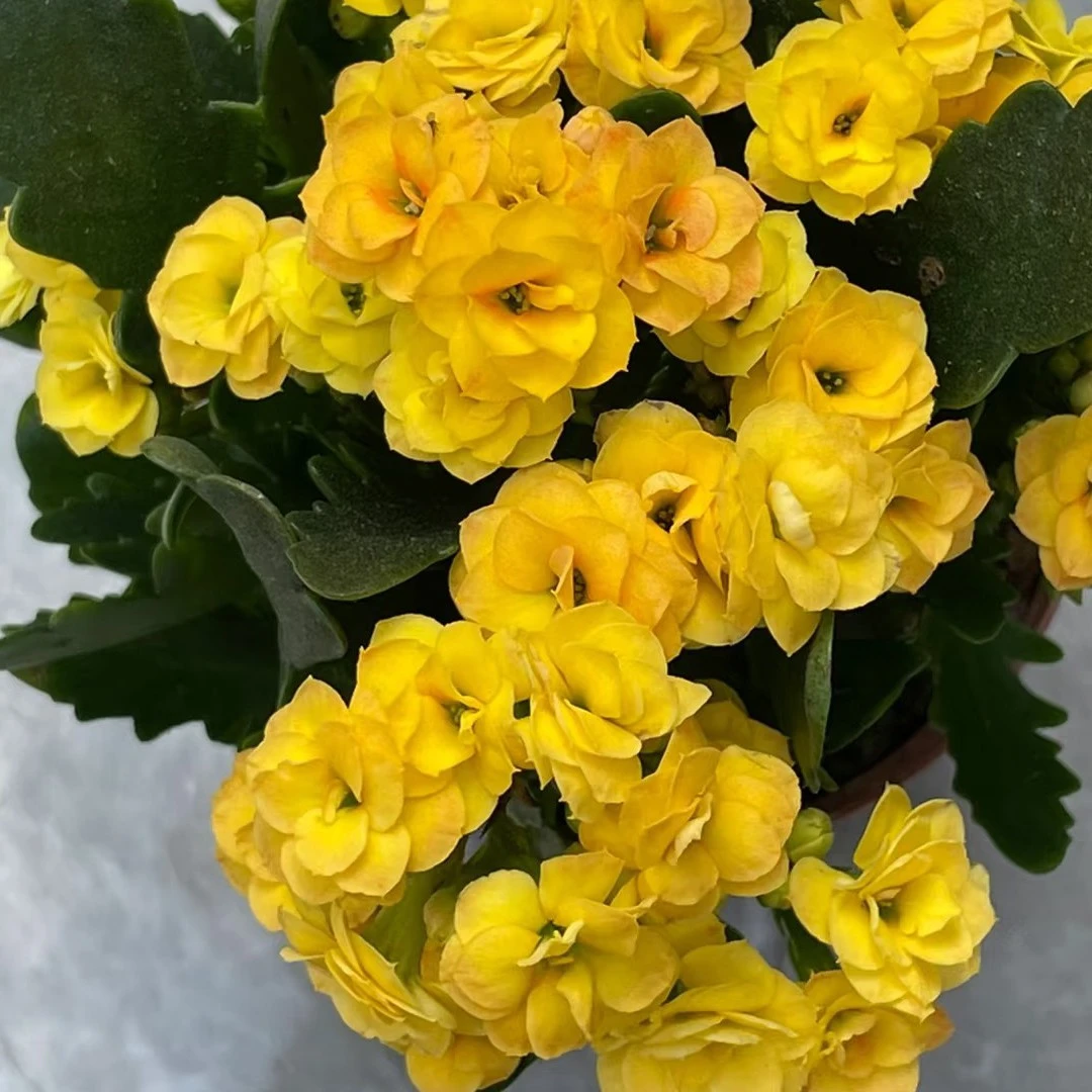 （110盆黄宝石/露丝）一代长寿花 懒人盆栽花卉 基地直发