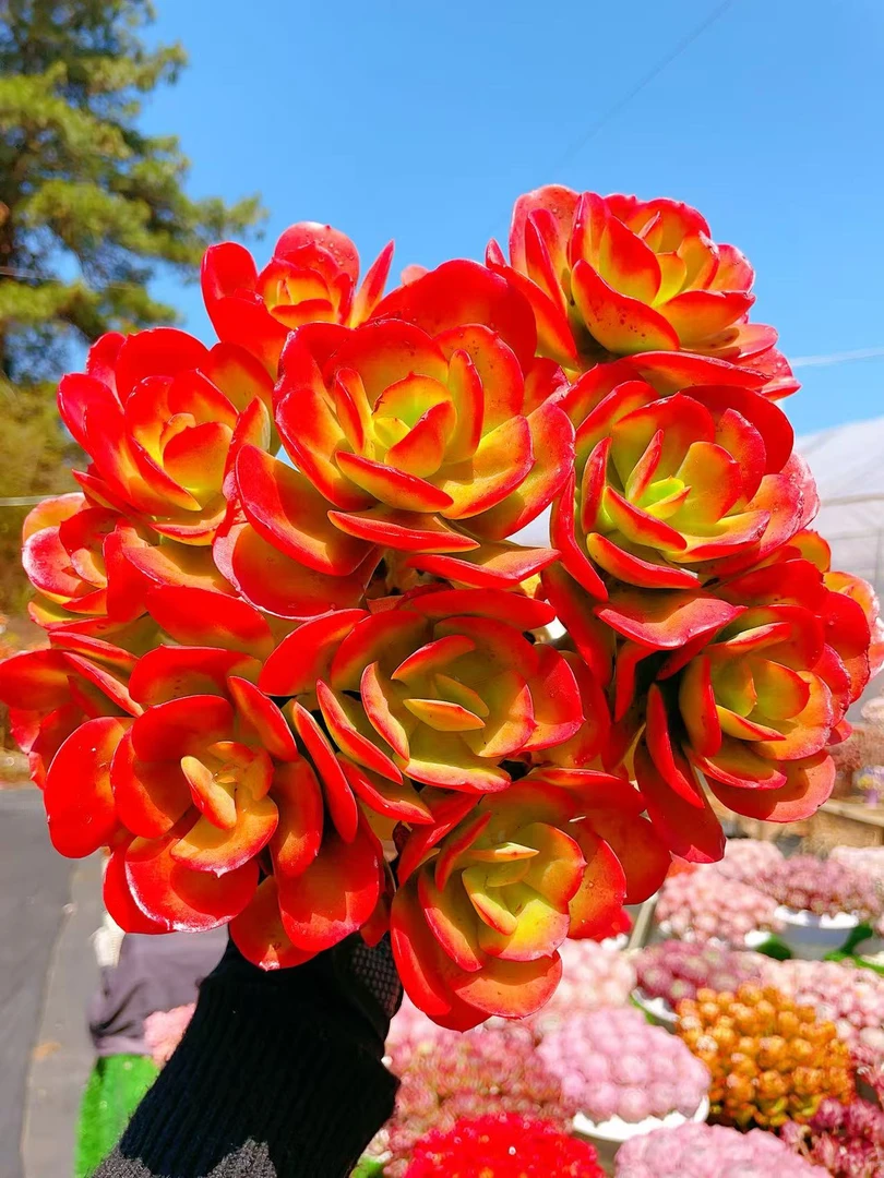 X大叶红梅云南基地直发 绿植盆栽 带盆带土