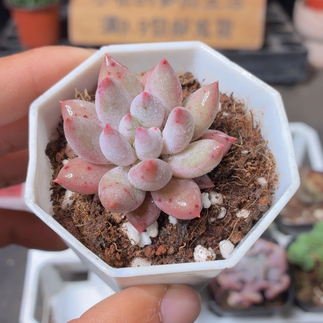 所罗门多肉9.9包邮发货