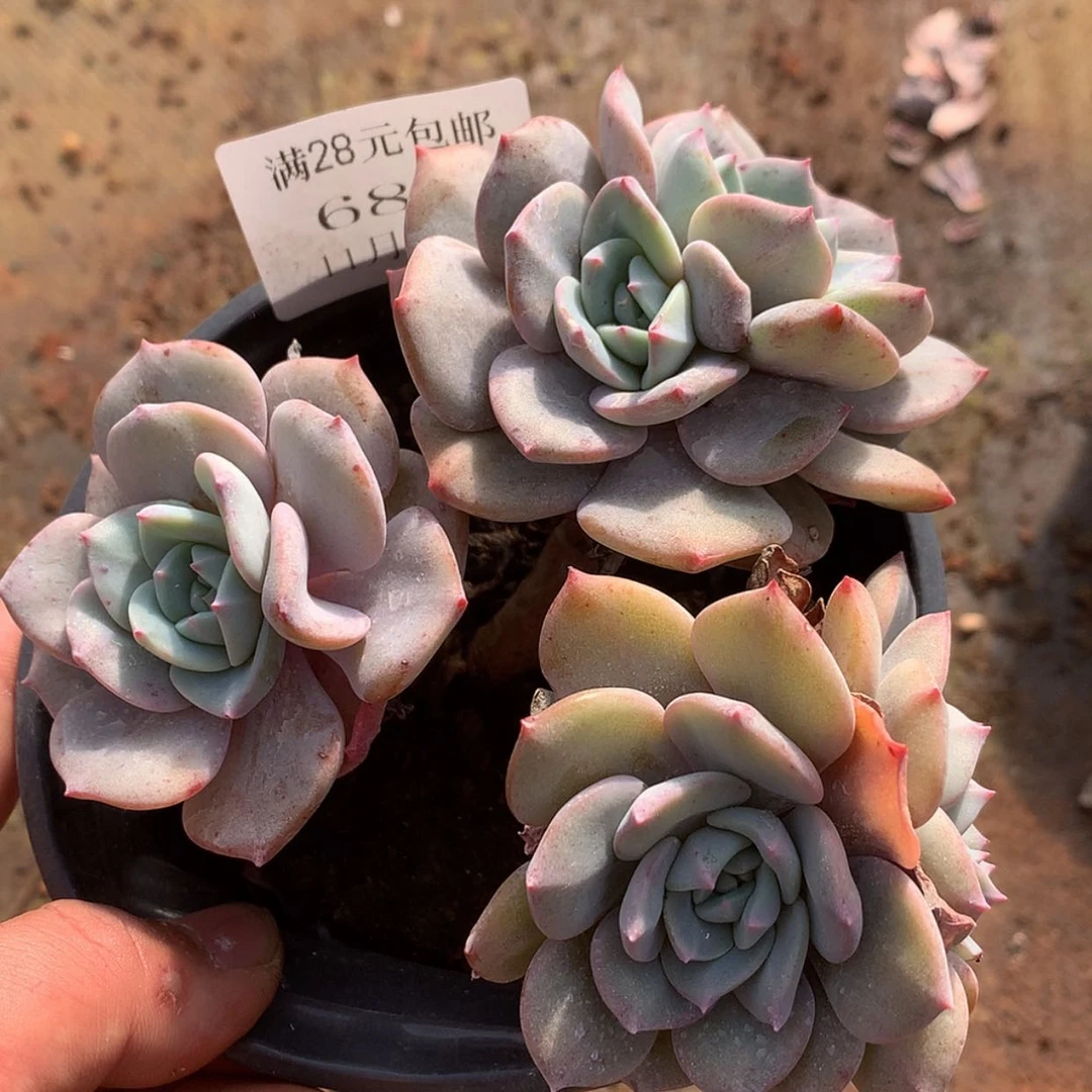 【闪购商品】云683