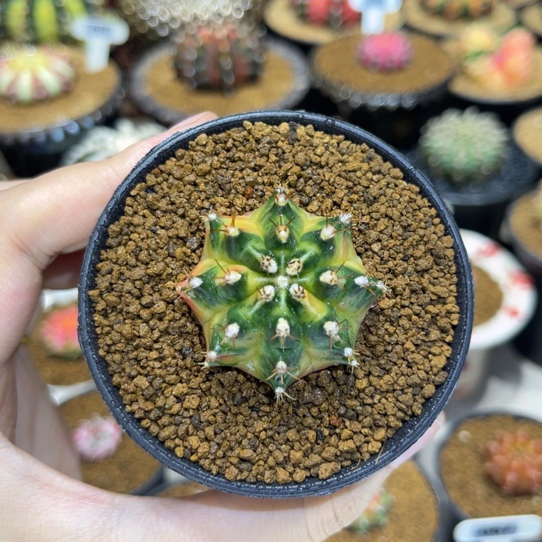 3.8cm泰系名品侧 枫叶