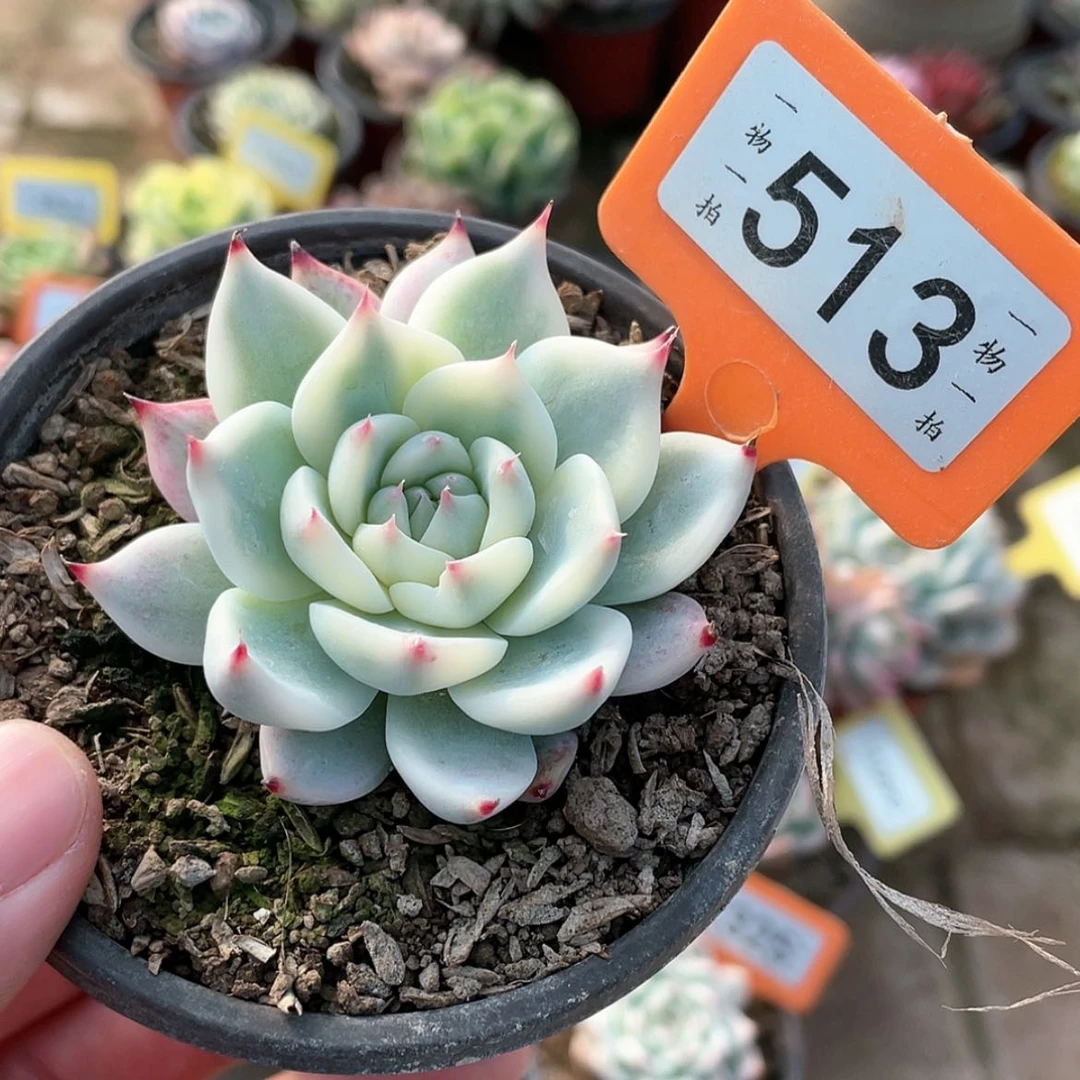 【闪购商品】513号