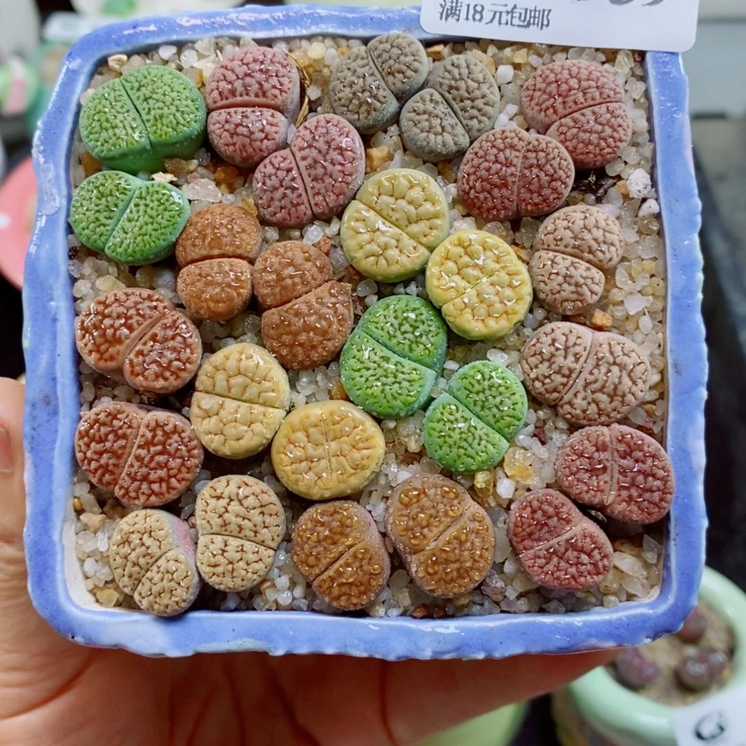 生石花花花花花花花花939