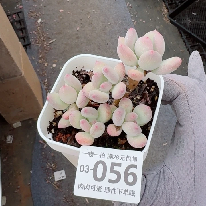 苹果奶多肉无盆土发货多