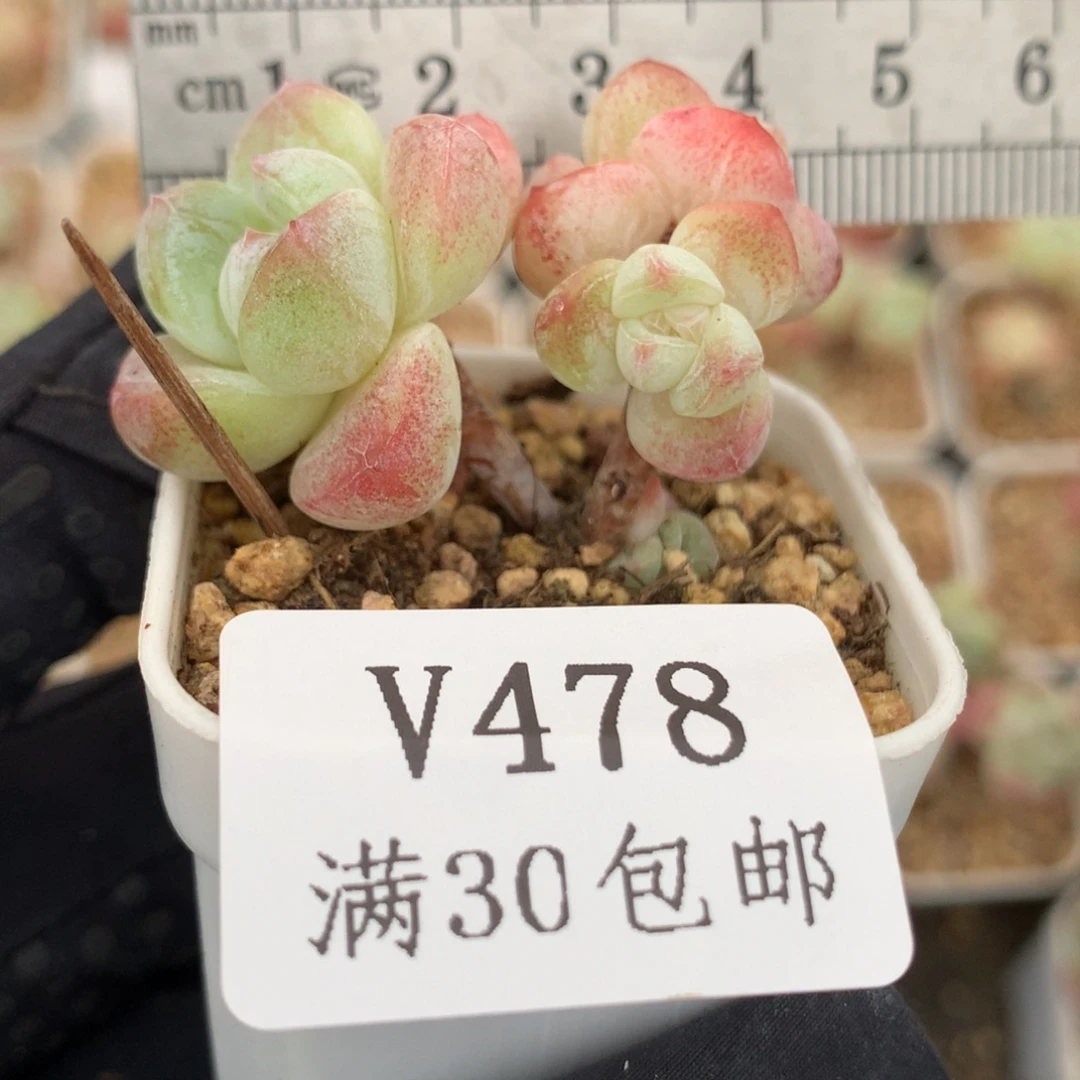 478。mini小脸小树冰玉