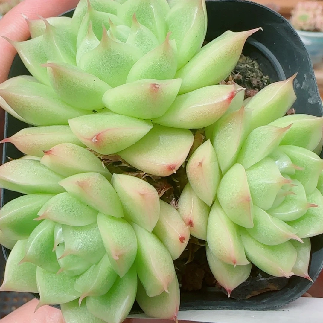 花语逸镜0925-168散福利