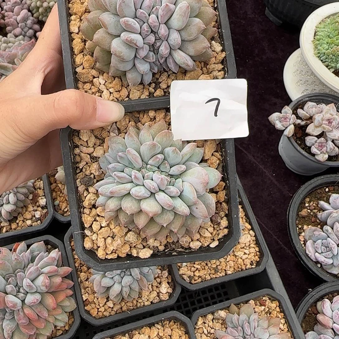 两颗星影缀化一物一拍7