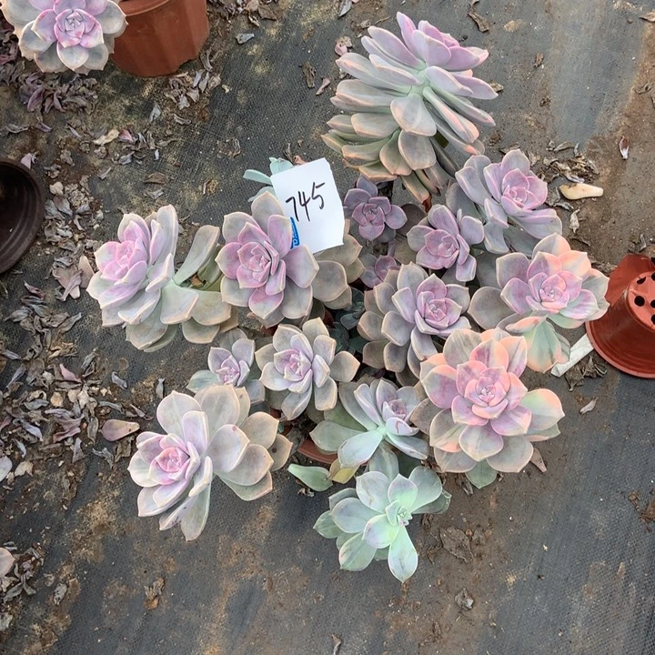 随***缘紫乐锦745 晓晓一物一拍冷链