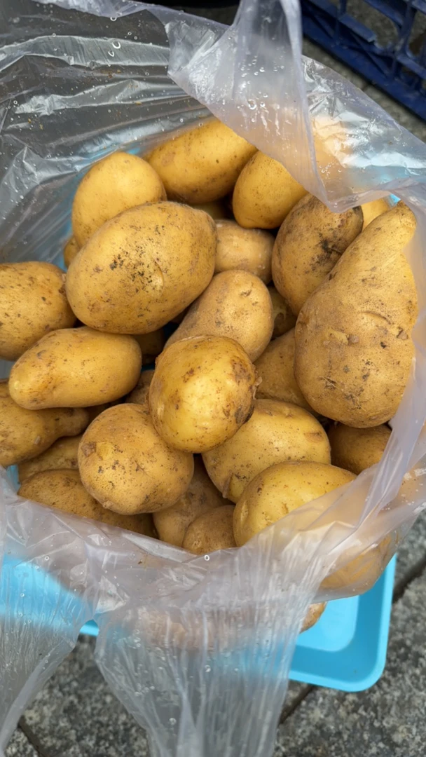 贵州本地土豆新鲜